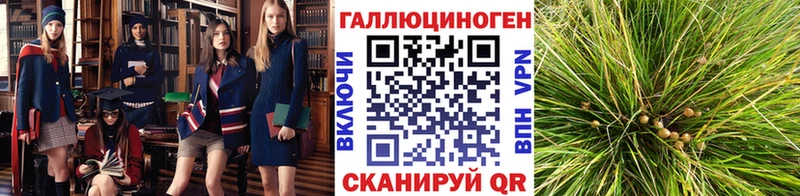 Галлюциногенные грибы Psilocybe  Алексин 